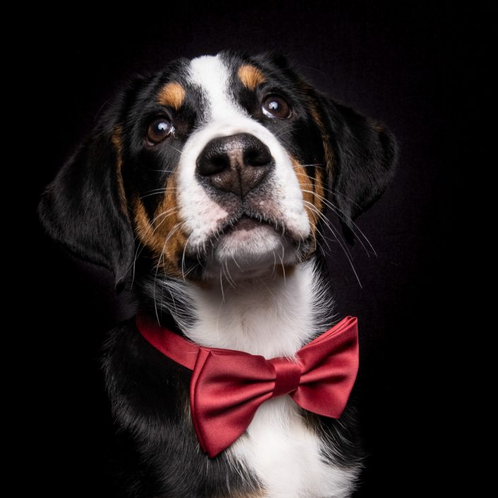 Buddy 2019 04 04 9732.RAF print