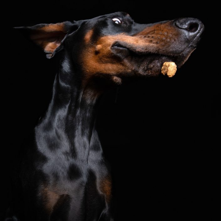 Chester 2019 06 19 3360 Bearbeitet print