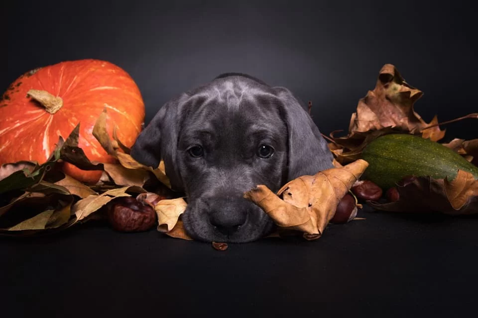 hunde welpe weimaraner herbst